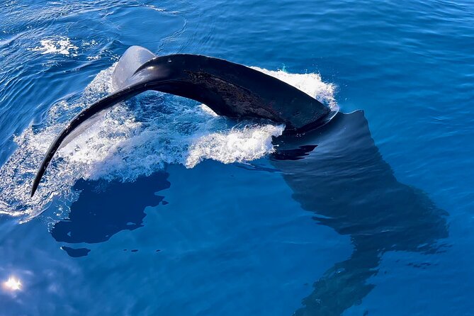 2 Hour Prime Time Maui Whale Watching - What You’ll See in Maui’s Whale Habitat (Without the Crowds)