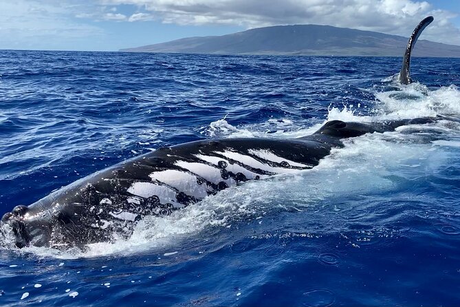2 Hour Prime Time Maui Whale Watching - The Small-Boat Advantage: Better Views for Everyone