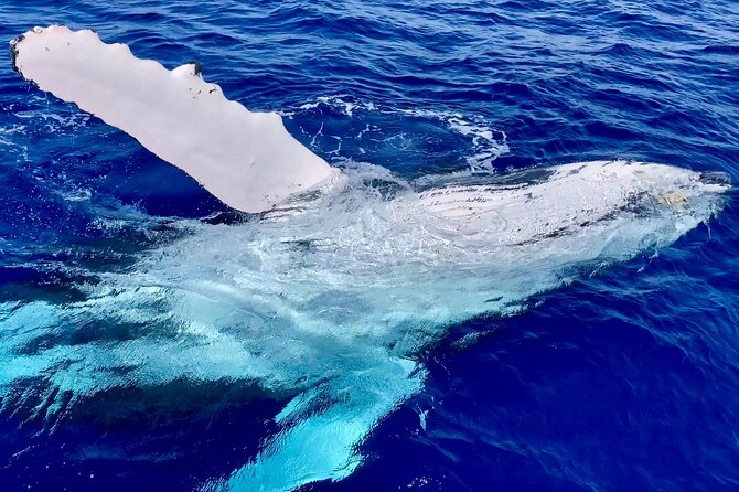 2 Hour Prime Time Maui Whale Watching - How the Captain and Crew Teach While You Watch