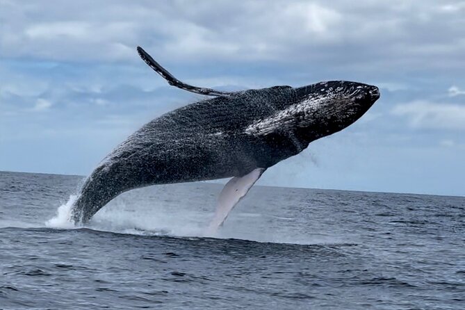 2 Hour Prime Time Maui Whale Watching - Views Beyond the Water: Islands and West Maui Mountains