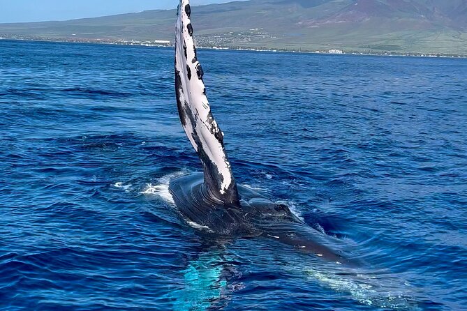 2 Hour Prime Time Maui Whale Watching - Comfort, Motion, and What to Expect Onboard