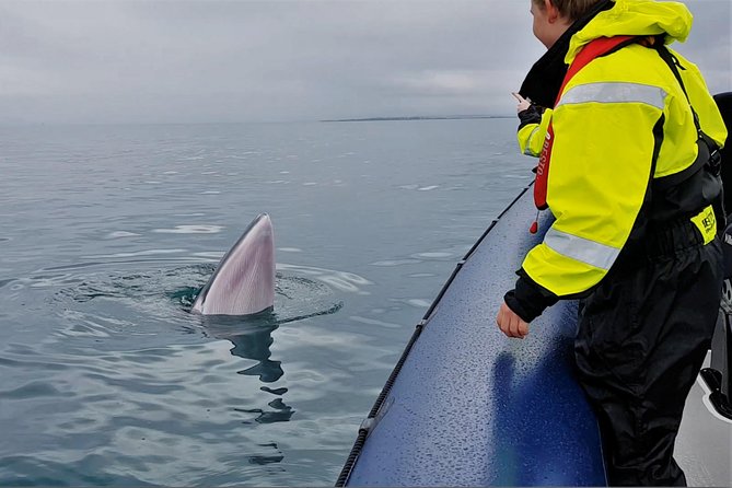 2-Hour RIB Boat Whale Watching Tour from Reykjavik - Why This RIB Whale Tour Works Better Than Slow Boats