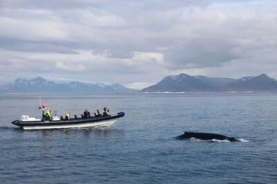 2-Hour RIB Boat Whale Watching Tour from Reykjavik - Getting Suited Up at the Old Harbour: Fast Check-In, Real Prep
