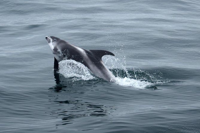 2-Hour RIB Boat Whale Watching Tour from Reykjavik - The Ride Reality Check: Speed, Bumps, and Seat Comfort