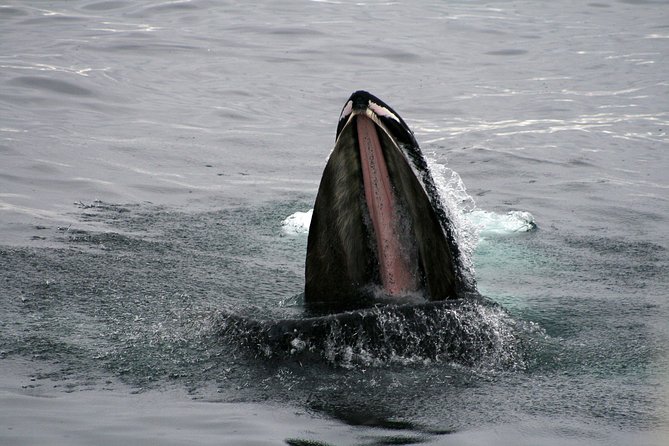 2-Hour RIB Boat Whale Watching Tour from Reykjavik - Wildlife Chances: What You Can Control and What You Can’t