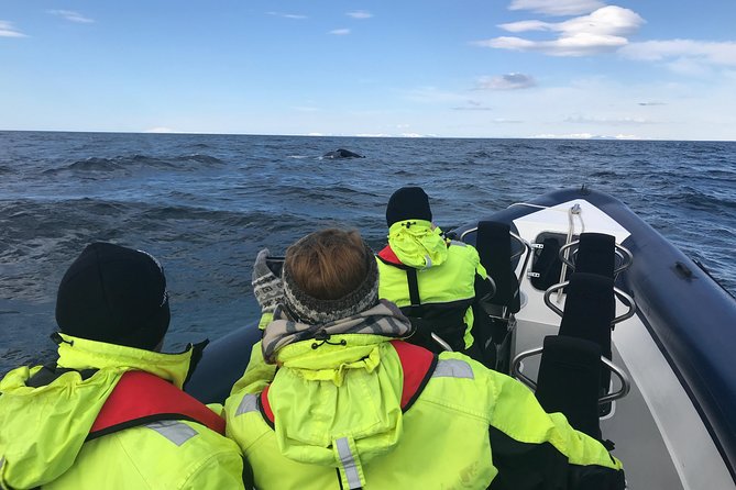 2-Hour RIB Boat Whale Watching Tour from Reykjavik - Price and Value: Is This $189.87 Worth It?
