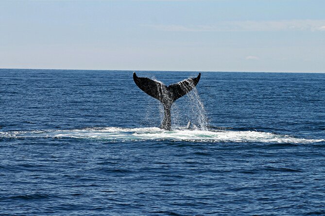 2 Hour Waikiki Whale Watching Cruise from Oahu - Wildlife odds: humpback whales first, then dolphins, turtles, and more