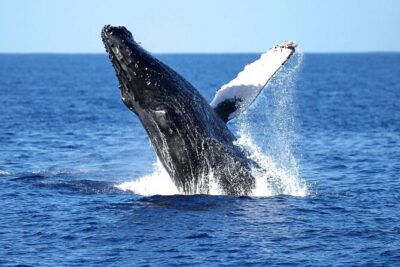 2 Hour Waikiki Whale Watching Cruise from Oahu - The 2-hour route: what happens at Diamond Head, Waikiki Beach, and Ala Moana