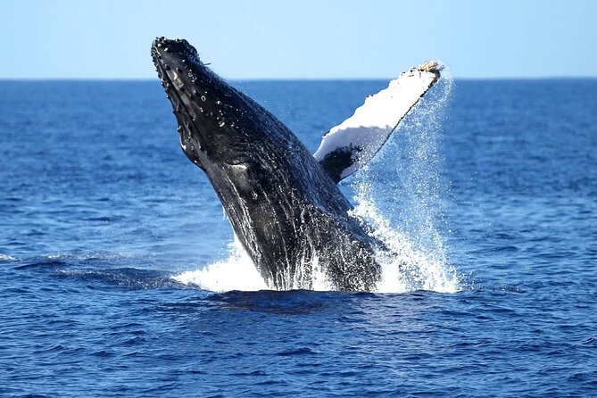 2 Hour Waikiki Whale Watching Cruise from Oahu - The 2-hour route: what happens at Diamond Head, Waikiki Beach, and Ala Moana