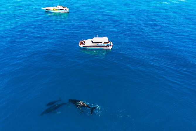 2 Hour Whale-Watching Cruise from Hillarys Boat Harbour - Hillarys stop: where the 30 minutes can actually be useful