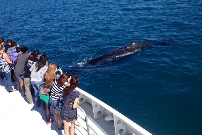 2 Hour Whale-Watching Cruise from Hillarys Boat Harbour - Whale spotting reality check: what season timing changes