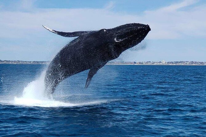 2 Hour Whale-Watching Cruise from Hillarys Boat Harbour - The 2-hour cruise experience: what you’re signing up for on open water