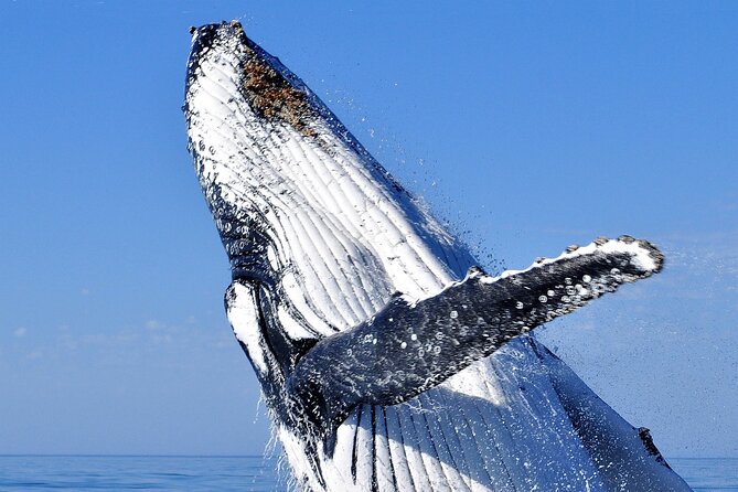 2 hour whale watching experience departing Hillarys Boat Harbour - Quick hits from Hillarys Boat Harbour