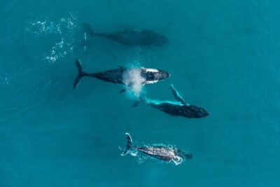 2 hour whale watching experience departing Hillarys Boat Harbour - The whale hunt: how sightings turn into real time with the whales