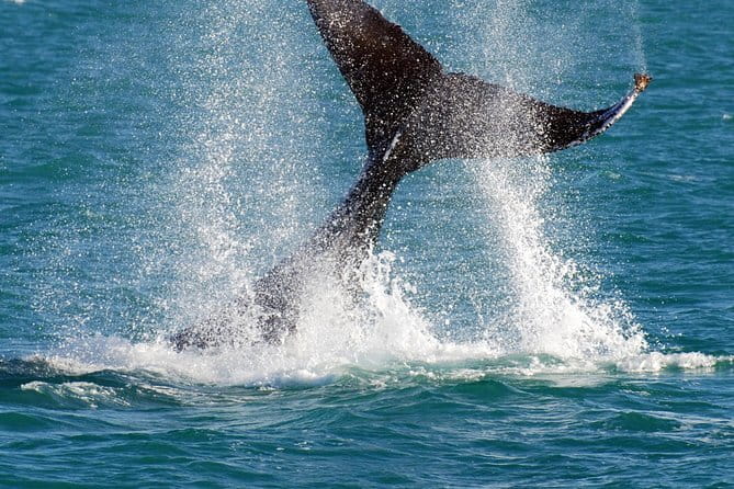 2 hour whale watching experience departing Hillarys Boat Harbour - Onboard marine science: what the commentary adds to the magic