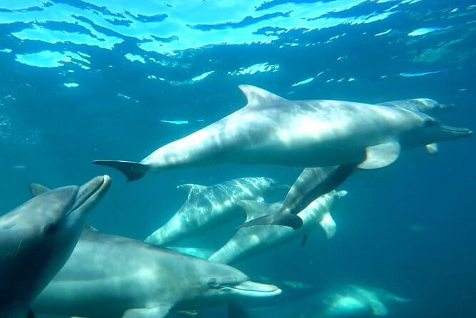2 hour whale watching experience departing Hillarys Boat Harbour - Price and value: what €46.30 buys you in Perth