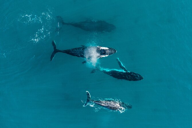 2 hour whale watching experience departing Hillarys Boat Harbour - The whale hunt: how sightings turn into real time with the whales