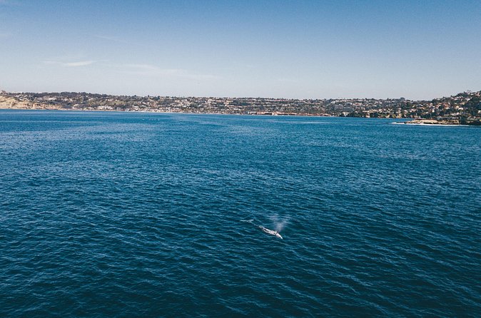 2 Hour Whale Watching Kayak Tour for Two - Paddle out: due west, two miles, and the waiting game