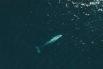 2 Hour Whale Watching Kayak Tour for Two - Safety briefing + kayak tutorial: what you’ll actually do
