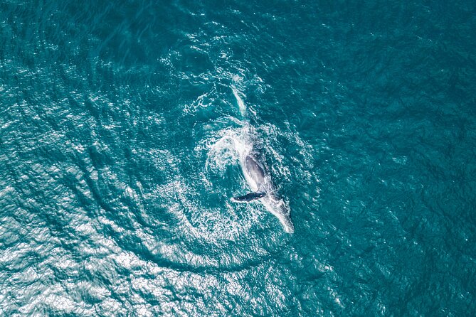 2 Hour Whale Watching Kayak Tour for Two - The viewing “pit stops” that make it worth the effort