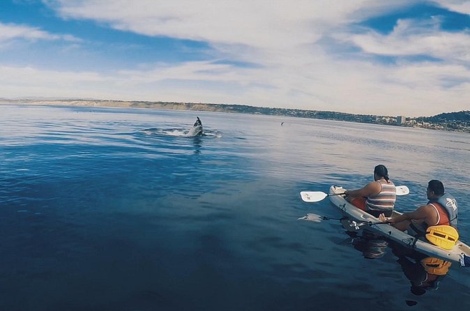 2 Hour Whale Watching Kayak Tour for Two - What you’re most likely to see (and why that’s still a win)