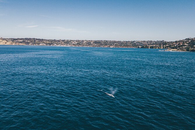 2 Hour Whale Watching Kayak Tour for Two - Who this tour fits best (and who should reconsider)