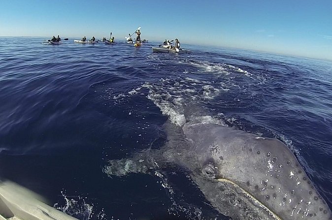 2 Hour Whale Watching Kayak Tour for Two - Price and value: $119 for the paddle-and-lesson format