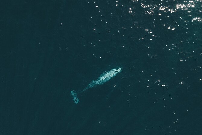 2 Hour Whale Watching Kayak Tour for Two - Safety briefing + kayak tutorial: what you’ll actually do