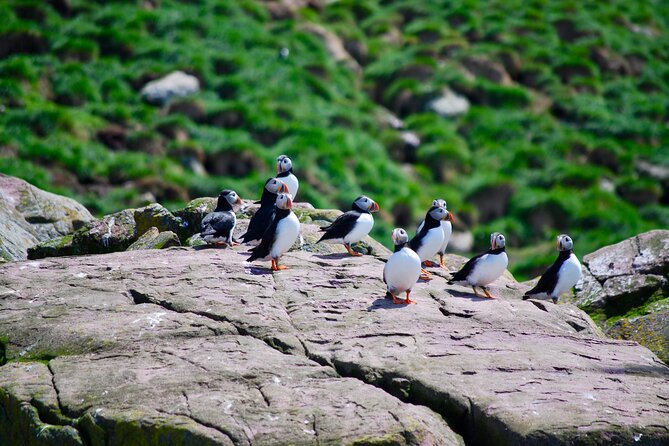2 Hours Guided Whale and Bird Boat Tour in Bay Bulls - A 2-Hour Boat Ride From Bay Bulls Into Witless Bay’s Seabird Colony
