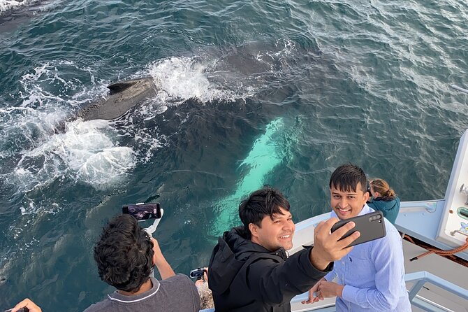 2 Hours Guided Whale and Bird Boat Tour in Bay Bulls - What a 2-Hour Schedule Feels Like in Real Life