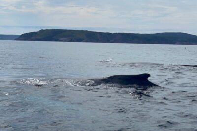2 Hours Guided Whale and Bird Boat Tour in Bay Bulls - On Board With the Naturalists: Stories, Songs, and Screech Energy