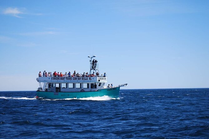 2 Hours Guided Whale and Bird Boat Tour in Bay Bulls - Who This Tour Fits Best—and Who Might Want Another Plan