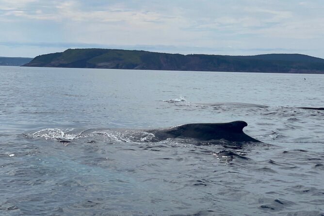 2 Hours Guided Whale and Bird Boat Tour in Bay Bulls - On Board With the Naturalists: Stories, Songs, and Screech Energy