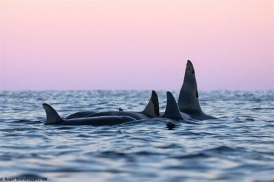 24hr Northern Lights & Whale Watching Cruise - Night onboard in Tromsø: dinner, aurora chasing, and the Panorama lounge