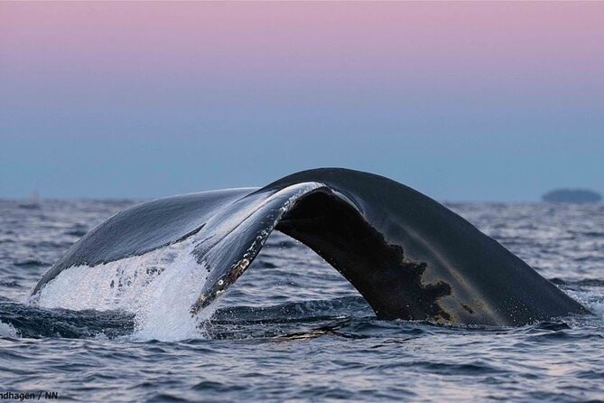 24hr Northern Lights & Whale Watching Cruise - The onboard experience: cabins, comfort, and the rhythm of meals