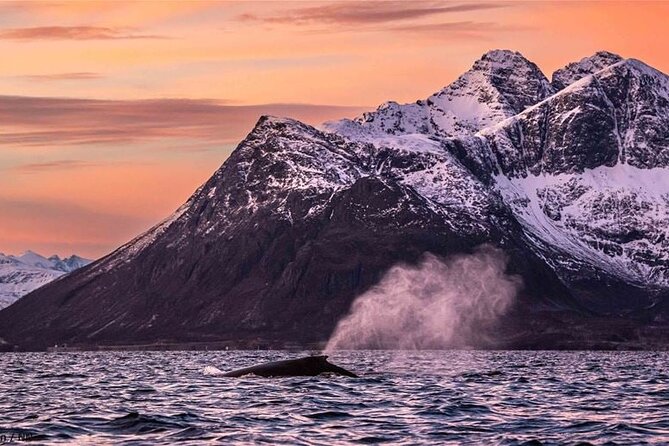 24hr Northern Lights & Whale Watching Cruise - Who this cruise is best for
