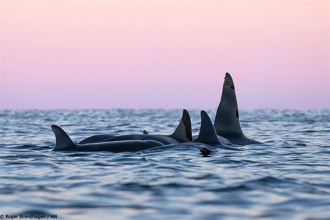24hr Northern Lights & Whale Watching Cruise - Night onboard in Tromsø: dinner, aurora chasing, and the Panorama lounge