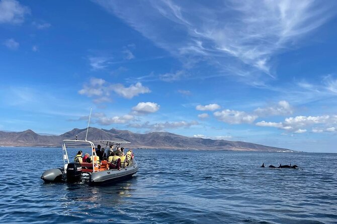 2h Dolphin and Whale Viewing + Snorkeling Tour - Quick hits before you go