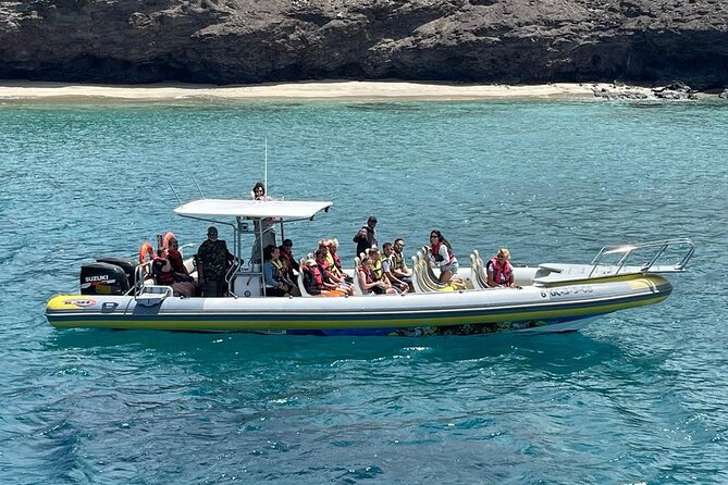 2h Dolphin and Whale Viewing + Snorkeling Tour - Snorkeling stop in Fuerteventura waters: 30 minutes that matter