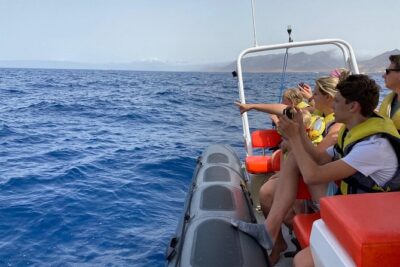 2h Dolphin and Whale Viewing + Snorkeling Tour - Dolphin and whale spotting: how your eyes and the crew’s work together