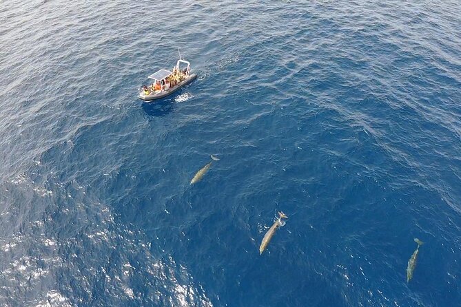 2h Dolphin and Whale Viewing + Snorkeling Tour - What to wear on a wet, bouncy speedboat