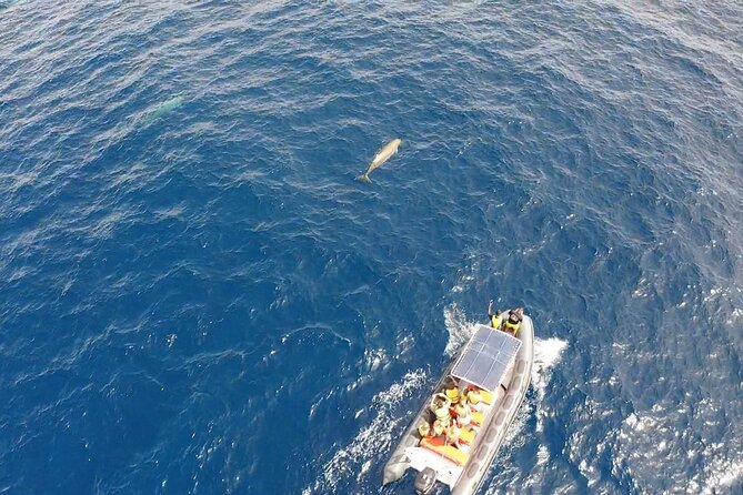 2h Dolphin and Whale Viewing + Snorkeling Tour - Who should book this dolphin and whale viewing tour