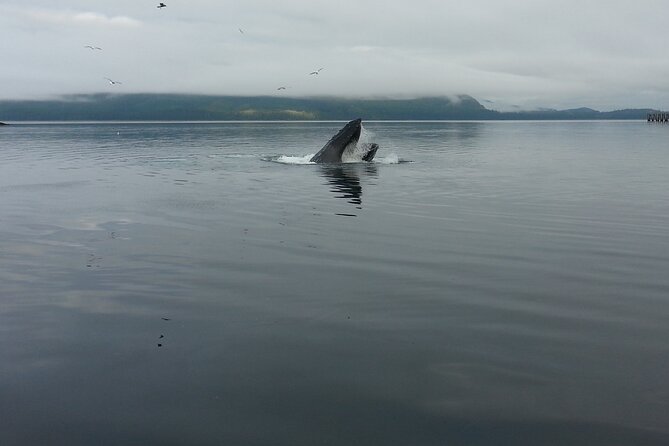 3.5 Hour Crowd-Skipping Whale Tour in Juneau, Alaska - Meeting In Juneau: Goldbelt Tram, Pickup Bus, And Auke Bay Timing