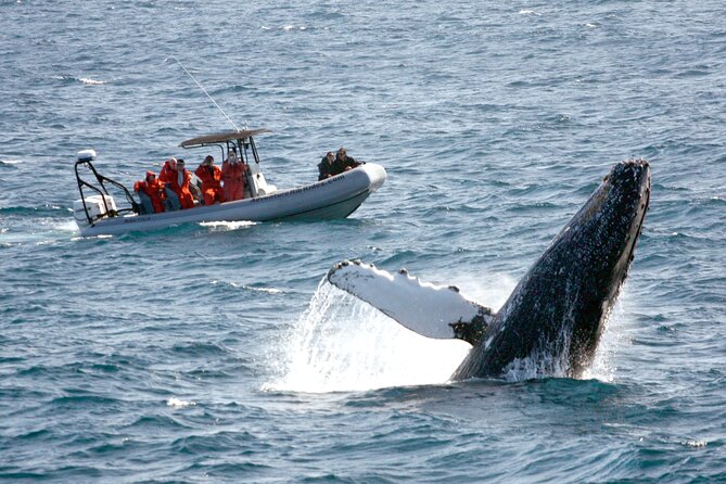 3-Hour Guided Whale and Dolphin Watching Experience in San Diego - Key Points Before You Go
