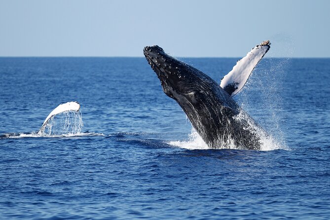 3-Hour Guided Whale and Dolphin Watching Experience in San Diego - The 2.5–3 Hour Timeline: How the Safari Usually Plays Out