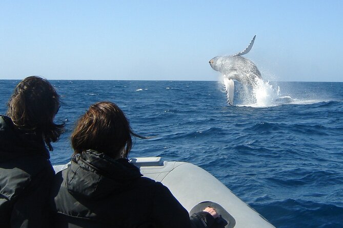 3-Hour Guided Whale and Dolphin Watching Experience in San Diego - Cold Water Tips That Make or Break the Day