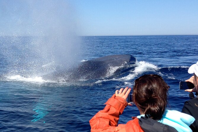 3-Hour Guided Whale and Dolphin Watching Experience in San Diego - Price and Value: What $149 Buys in a Small-Boat Wildlife Hunt