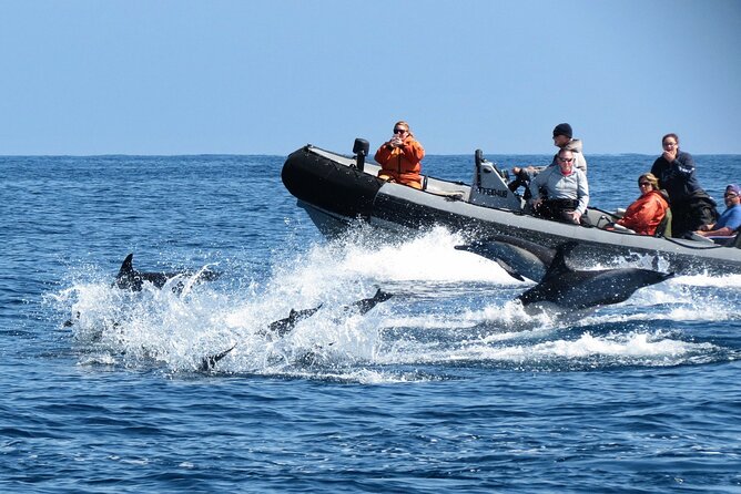 3-Hour Guided Whale and Dolphin Watching Experience in San Diego - Seating, Sound, and Expectations: Get the Best Out of the Boat Time