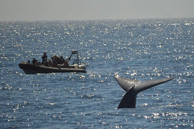 3-Hour Guided Whale and Dolphin Watching Experience in San Diego - Meeting the Captains and Guides: Real Ocean Skills, Not Scripted Talk