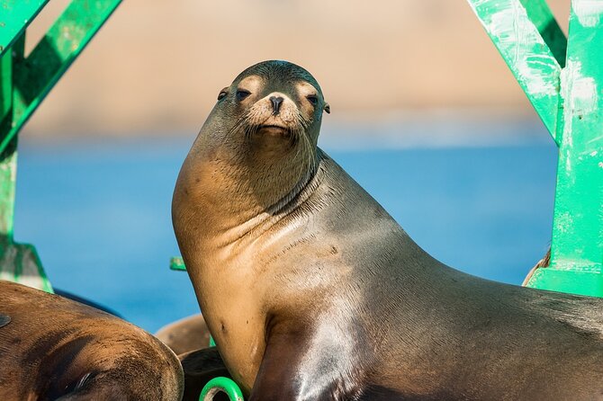 3-Hour Guided Whale and Dolphin Watching Experience in San Diego - Should You Book This 3-Hour Whale and Dolphin Tour?
